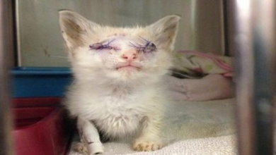 Photo of Traumatized Kitty Who Lost Both Eyes Putting Her Best Paw Forward to Get on With Life