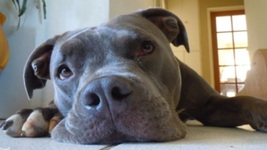 Photo of Abandoned Pit Bull Lays Lifeless In The Hot Sun Until Help Finally Arrived