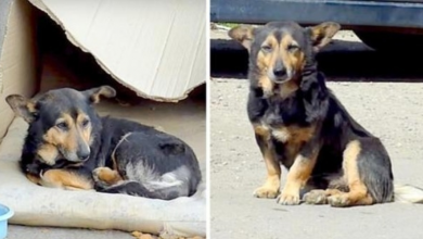 Photo of Sick Dog Keeps Looking For Love Among Strangers, Gives Up & Cries All Alone