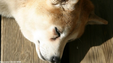 Photo of Blind Dog Used As ‘Target Practice’ Dedicates Life To Helping Others