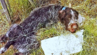 Photo of Badly Beaten & Left Paralyzed On Road, He Waited On His Excruciating Demise