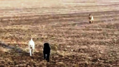 Photo of Worried Dad Sees His Missing Dog Running Toward Him, But The Dog Is Not Alone