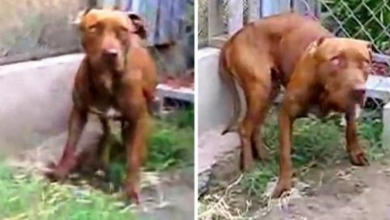 Photo of Owner Dumped Dog In A Yard 6 Months Ago, But She Still Won’t Let Anyone Touch Her