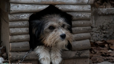 Photo of Blind Dog Chained For 13 Years Gets To Live His Golden Days In Freedom