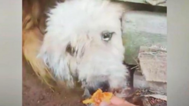 Photo of Unloved Hungry Dog Wanted To Take The Food From Her Hand But Owners Said No
