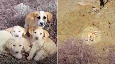 Photo of Woman & Hubby Run Into Unwanted Puppies, They All Want To Be Saved But 1