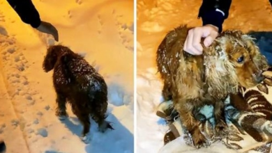 Photo of Dog Left To Die Outside In The Snow Walks Down The Road With His Last Strength