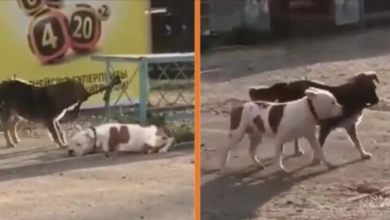 Photo of Stray Dog Sees A Dog Tied To A Fence And Works To Get Him Free