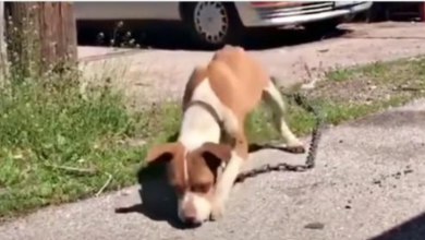 Photo of Stray Drags Her Skinny Body Around With A Chain Heavy Enough To Tow A Car