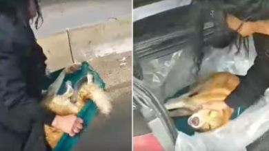 Photo of ‘Road Kill Dog’ Is Passed By For Hours, Woman Shuts Down Highway To Pick Him Up