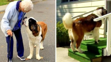 Photo of Dog Became Best Friends With 93-Year-Old Woman, But Then One Day She Was Gone