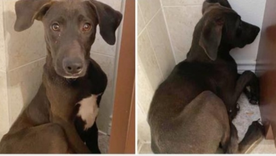 Photo of Dancers Help 6-Month-Old Mistreated Lab With Broken Legs Avoid Euthanasia