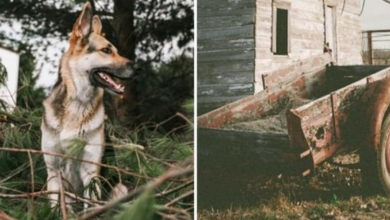 Photo of German Shepherd Barks & Nudges Farmer To Look In Pile, But Man Ignores Him