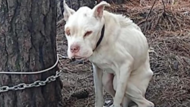 Photo of Forgotten Emaciated Dog Lives 4 Long Years Alone On Chain Tethered To A Tree