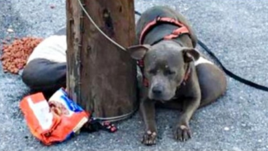 Photo of Saddened Pit Bull Waited With His Bed And Food Hoping Someone Would Want Him