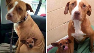 Photo of Pair Of Bonded Shelter Dogs Cry If Anyone Tries To Separate Them