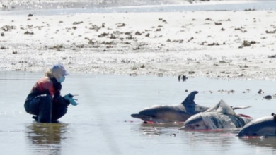 Photo of Volunteers Rush To Save 5 Stranded Dolphins