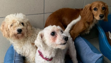 Photo of Rescue Saves Massive Group Of Dogs From Horrific Puppy Farm