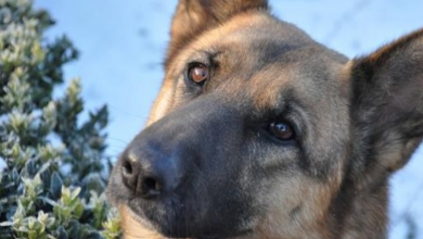 Photo of Too Exhausted To Care For Her Dog, Owner Abandons Him At A Clinic And Asks Vets To Put The Pooch To Sleep