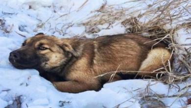 Photo of Puppy Laid Paralyzed In The Snow For 12 Hours, Waiting For Help After Getting Hit By A Car
