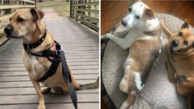 Photo of Dog With Infected Broken Legs Found In Ditch Finds A Hero In Disguise
