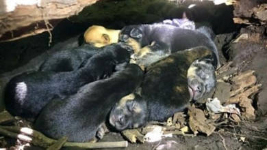 Photo of Despite Her Broken Leg, Mama Dog Carried All 13 Pups To The Safest Hiding Spot