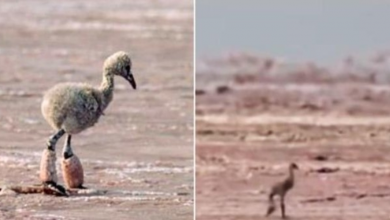 Photo of People In Tears After Watching Gut-Wrenching Baby Flamingo Scene From ‘Our Planet’