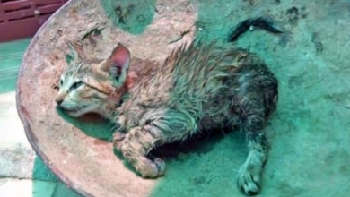 Photo of Wet Kitten’s Collapsed Body Labored To Breathe As Rain Continued To Fall