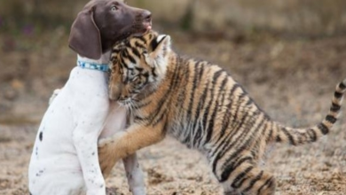 Photo of Baby Tiger Rejected By Its Mother Finds Comfort In Its Puppy Best Friend