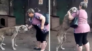 Photo of Woman Breaks To Tears When She Finds Back Her Dog Stolen From Her 2 Years Ago