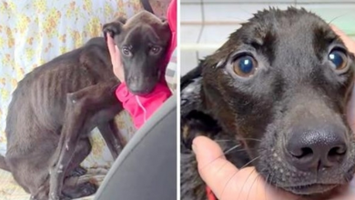 Photo of Dying dog with the saddest eyes saved, now she desperately begs for a home