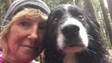 Photo of Dogs Teach Injured Woman How To Stay Alive Two Perilous Nights In Wilderness