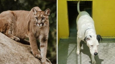 Photo of Lost & Emaciated Dog Battles Mountain Lion & Wanders Up To Fishermen For Help
