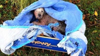 Photo of They Put Dying Puppy In A Box And Threw Her Away, But She Wouldn’t Shut Her Eyes