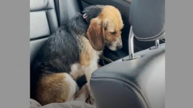 Photo of Scared Dog Stared At Walls For Hours Until New Family Earned His Trust