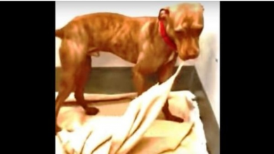 Photo of After Multiple Rejections, Pit Bull Starts Making His Own Bed To Win Adopters