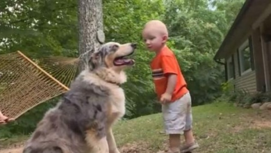 Photo of Family Dog Jumps On Little Boy To Save Him From Danger