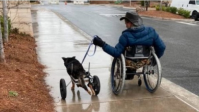 Photo of Special Needs Dog That Was Returned 4 Times Is Adopted By A Man That ‘Gets Him’