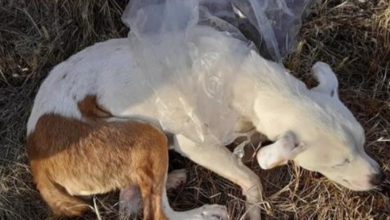 Photo of Despicable Owner Shoves Dog In Plastic Bag & Hurls Her Body From Moving Vehicle
