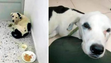 Photo of Sad & Abandoned At The Airport He Died Alone & Heartbroken