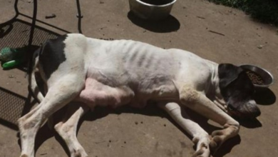 Photo of Heavily Pregnant Dog Surrendered To Local Shelter Emaciated And Covered In Fleas