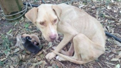 Photo of Mama Dog Found Tied Up In The Cold Forest Kept Her Newborn Puppies Alive While They Waited For Help