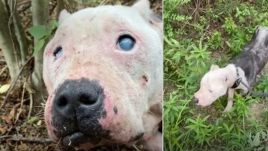 Photo of Blind Pit Bull Abandoned In Woods Now Loves Ice Cream and Wants a Forever Family