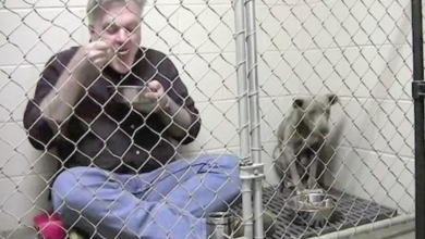Photo of Emaciated, Depressed Stray Just Wouldn’t Eat, Then Vet Locks Himself In Her Cage