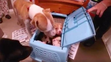 Photo of Dumped Mama Dog Reunites With Her Litter Of Pups In Heartwarming Rescue