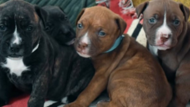 Photo of Pit Bull ‘Asks’ Shelter Employee To Help Her Four Freezing Puppies