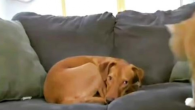 Photo of Anxious Dog Hated Being Left Alone, Parents Set Up Cam To See What Cat’s Up To