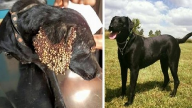Photo of Neglected Dog Covered In Ticks Is Rescued Just In Time