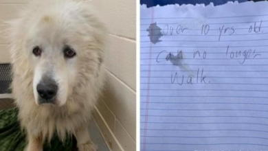 Photo of Senior Dog Left Outside Animal Shelter With A Heartbreaking Note