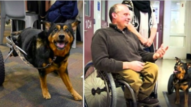 Photo of Disabled Dog That Was Returned Four Times Gets Adopted By A Paralyzed Man